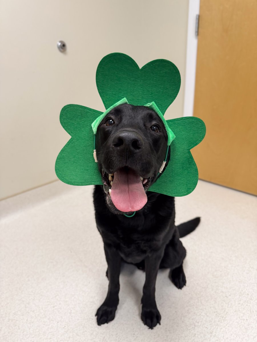 Cornell University Veterinary Specialists tweet media