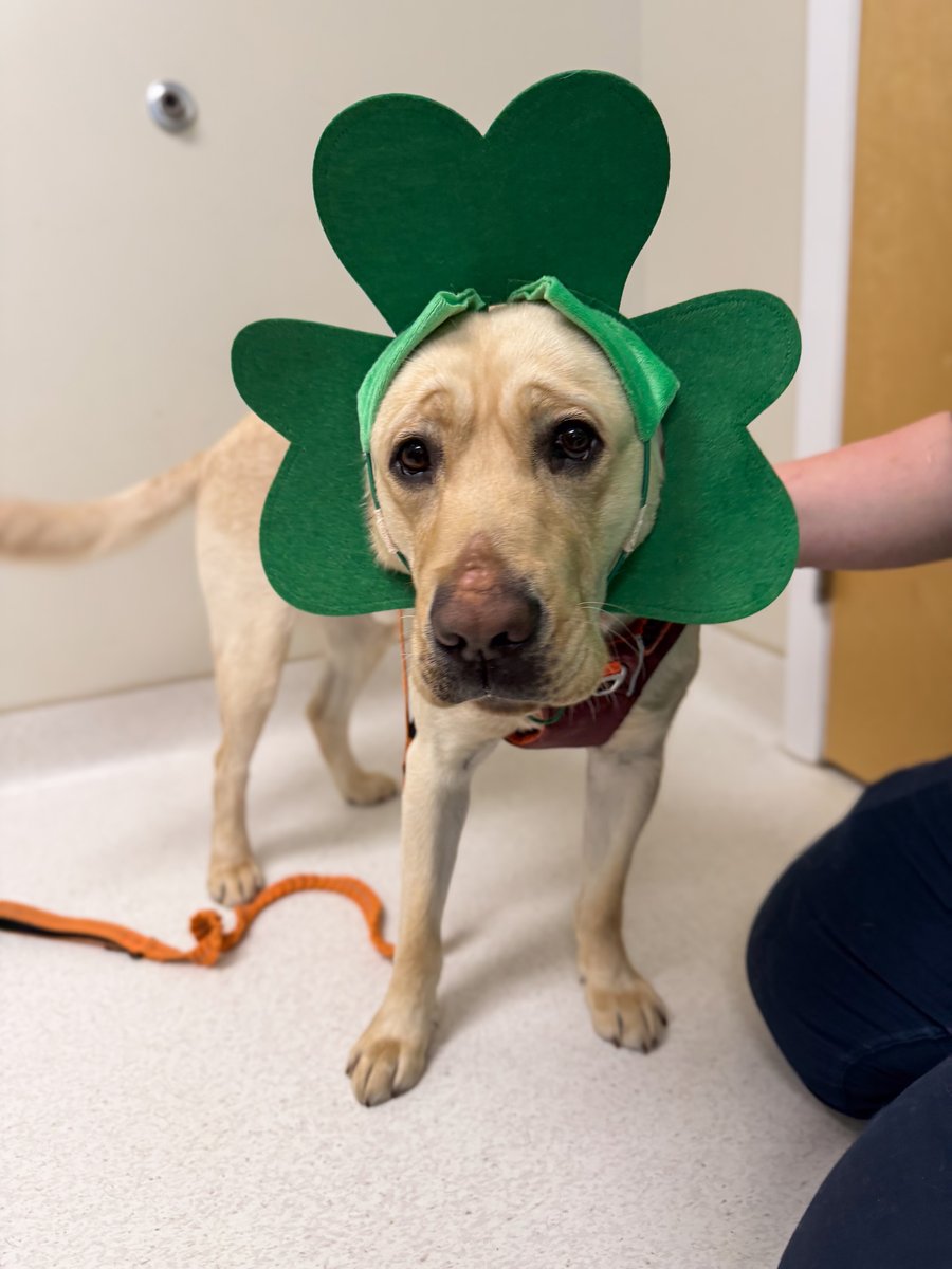 Cornell University Veterinary Specialists tweet media