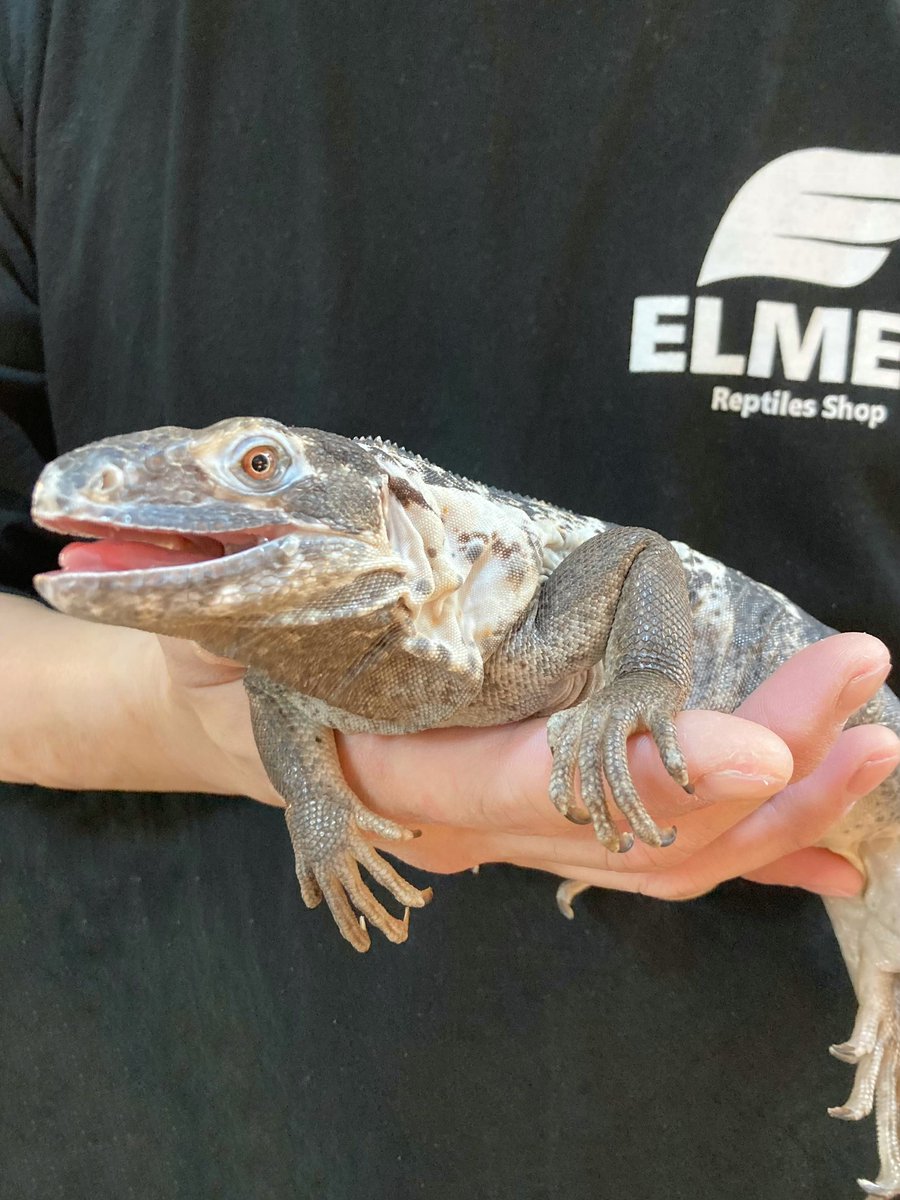 ELMER l エルマー@4/26(日) JH静岡 tweet media