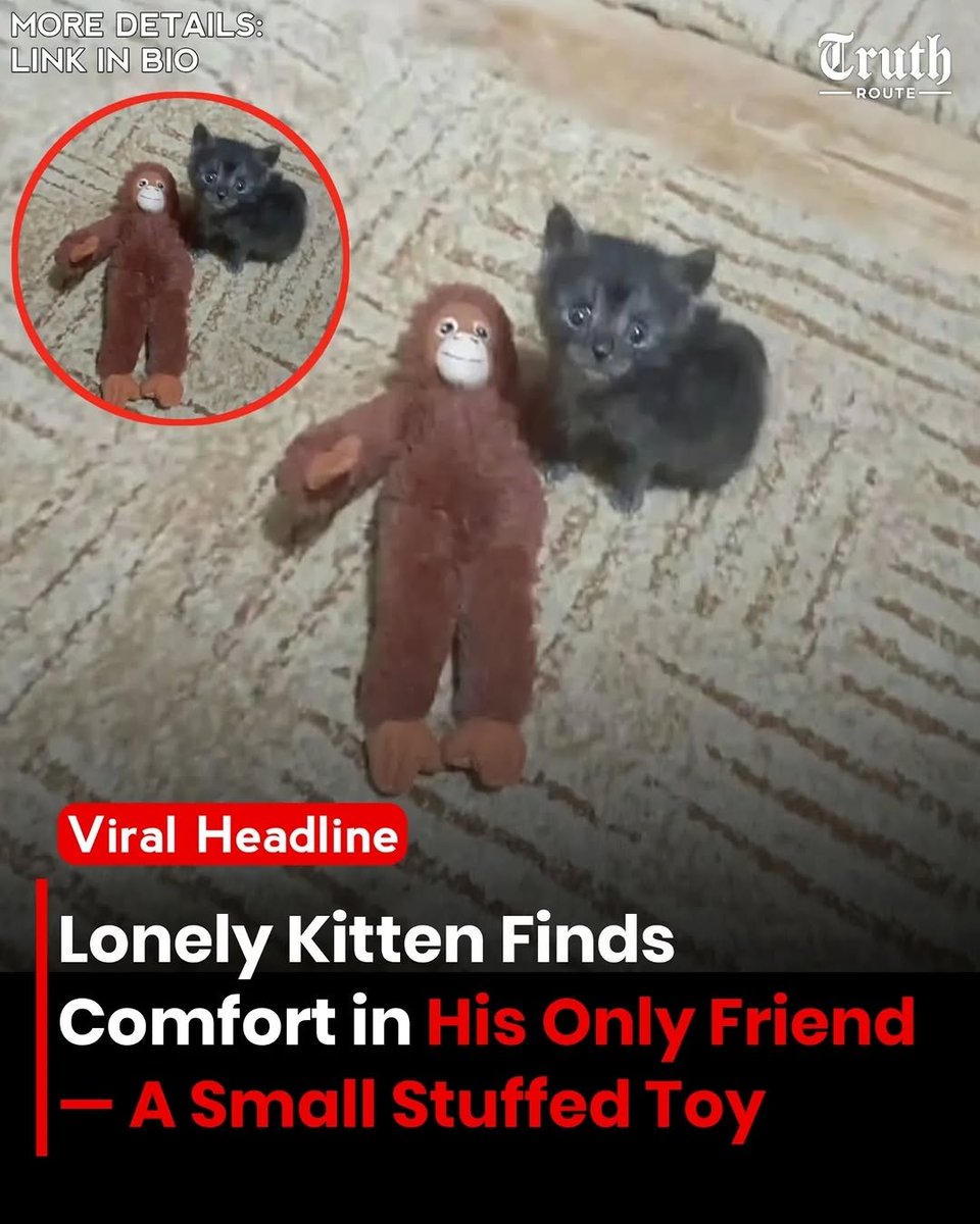 We don't deserve cats 😺 (@catsareblessing) on Twitter photo 