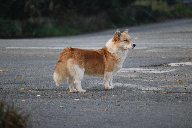 Maggie Thomas tweet media