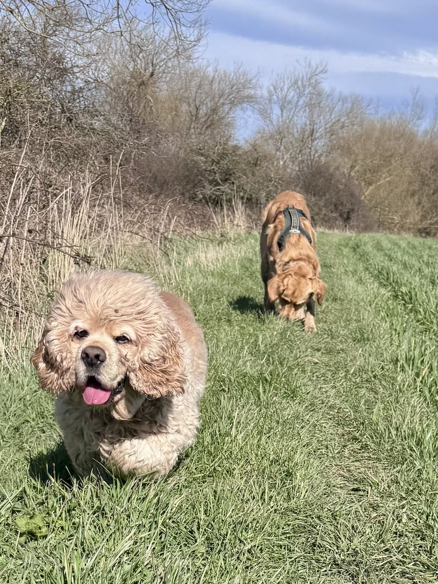 Super Spaniels tweet media