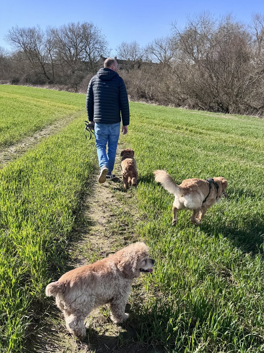 Super Spaniels tweet media