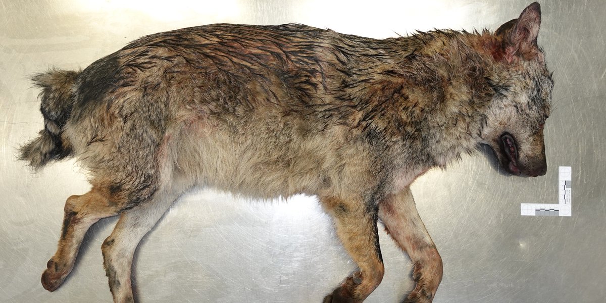 Kanton Solothurn tweet media