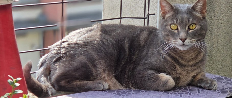 Papy Dono tweet media