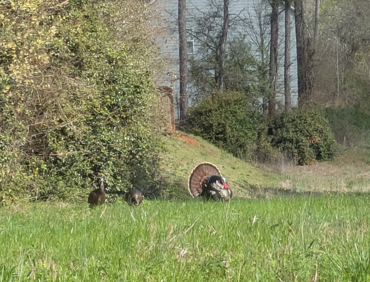 Virgbert West: V-Animator 🧪🔆 tweet media