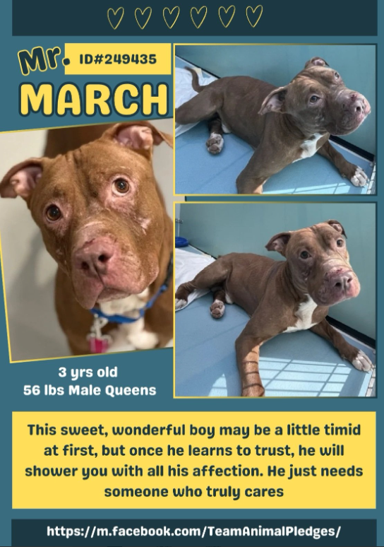 NMBewitched's tweet image. Mr March😍🍀
#NewDogontheBlock 
nycacc.app/#/browse/249435 
#AdoptMe 

What a Sweetheart🥰
This lovely 3yr old has expectations 
Playtime &amp;amp; cuddles 

His nose already rubbed raw from the bars of his prison
His scars a testament to life's hardships 

Let's find his home before ACC
