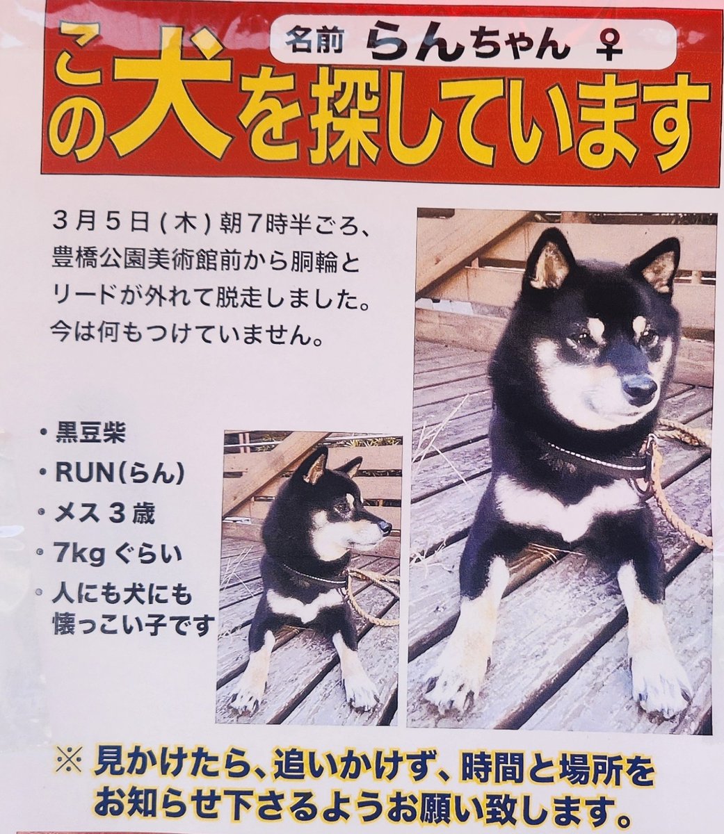 #迷い犬
#豊橋
#拡散希望
マロスケのお友達が、いまだに見つかっていないそうです

とても可愛くて、人懐っこい黒柴ちゃんです
現在、首輪も何もつけておらず、既に１０日以上経っております
見かけた人や保護してくださった人がいましたら、ご連絡ください
※マイクロチップは入っています