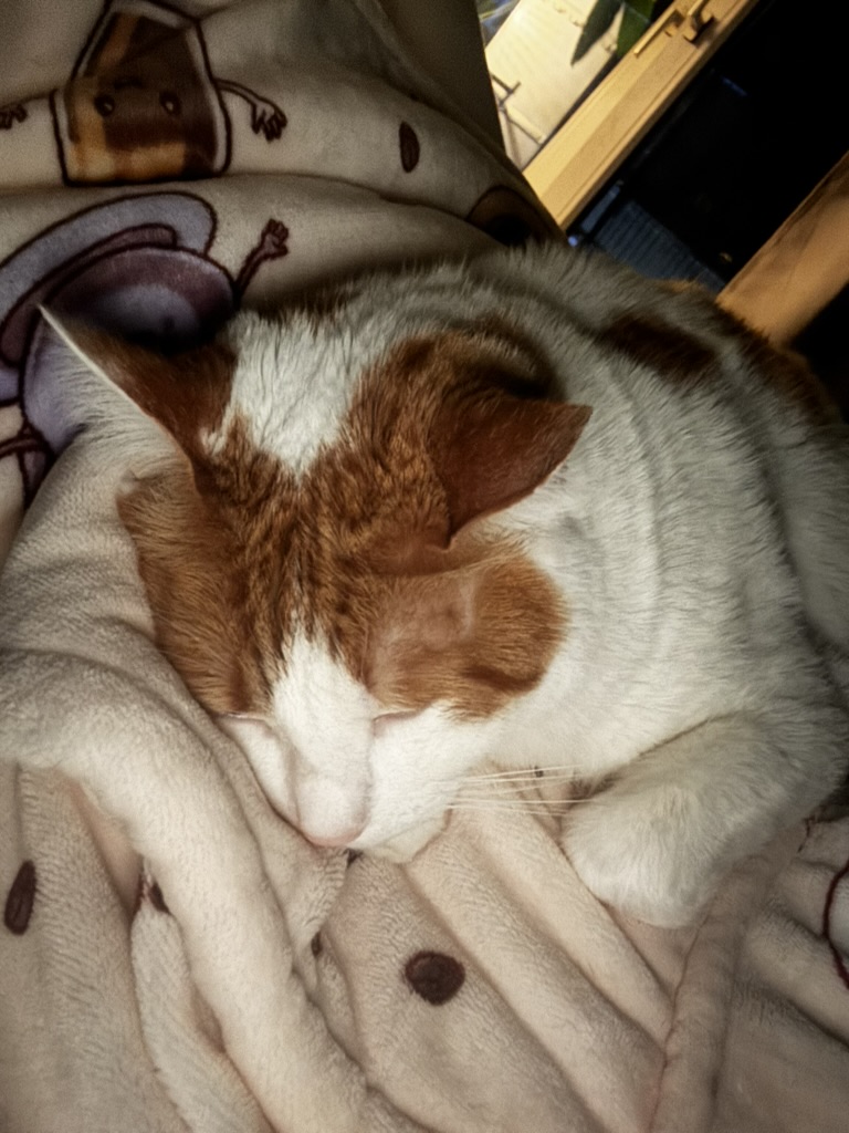 Vaen 🥀🦋| @Dokomi 26 tweet media