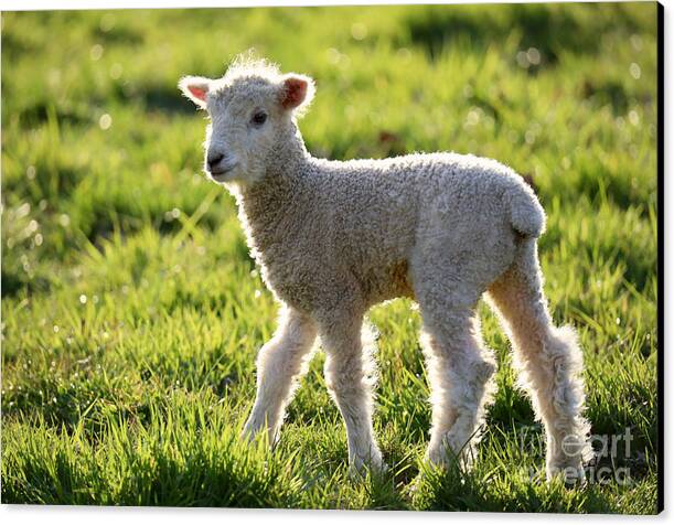 Rachel Morrison tweet media