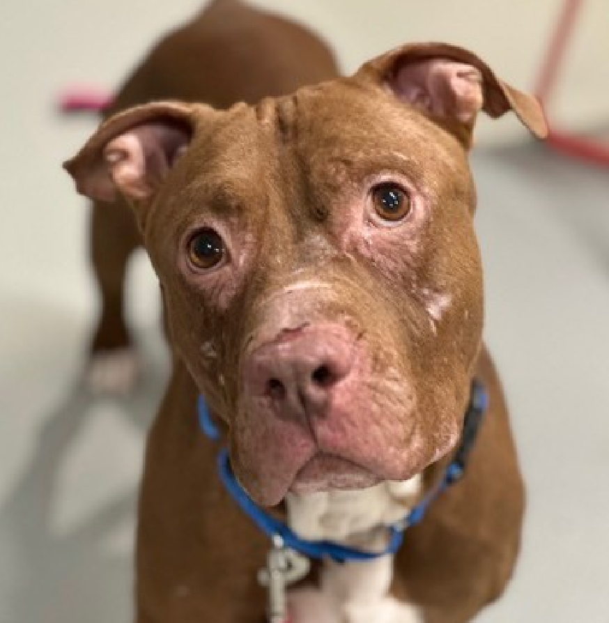 NMBewitched's tweet image. Mr March😍🍀
#NewDogontheBlock 
nycacc.app/#/browse/249435 
#AdoptMe 

What a Sweetheart🥰
This lovely 3yr old has expectations 
Playtime &amp;amp; cuddles 

His nose already rubbed raw from the bars of his prison
His scars a testament to life's hardships 

Let's find his home before ACC
