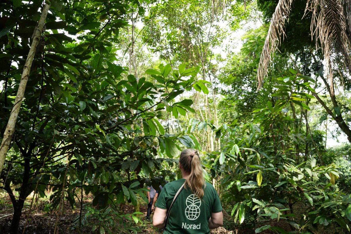 JimenaPuyana's tweet photo. @PnudColombia @NoruegaenCOL @noradno @pnud @PNUDLAC Luego visitamos COMUCOM, donde apreciamos su conocimiento en restauración productiva y en el rescate de especies de la selva en peligro de extinción. Su trabajo demuestra cómo la reincorporación también se traduce en cuidado del territorio, la biodiversidad y construcción de paz. https://t.co/DzwcktemJM