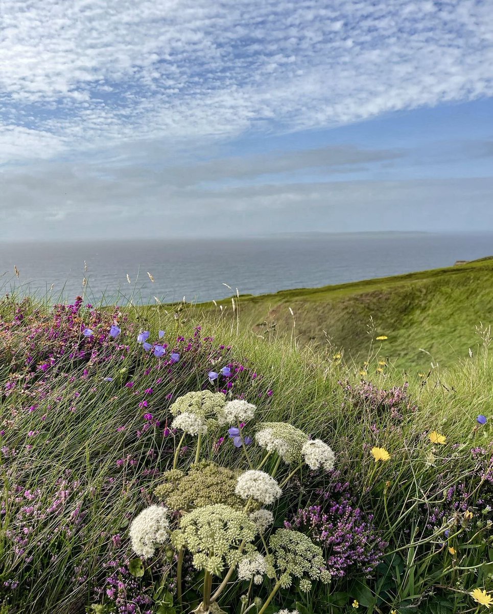 The Birdcage🪿 tweet media