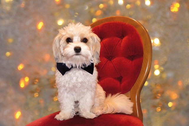 Kelvin Ayyagari tweet media