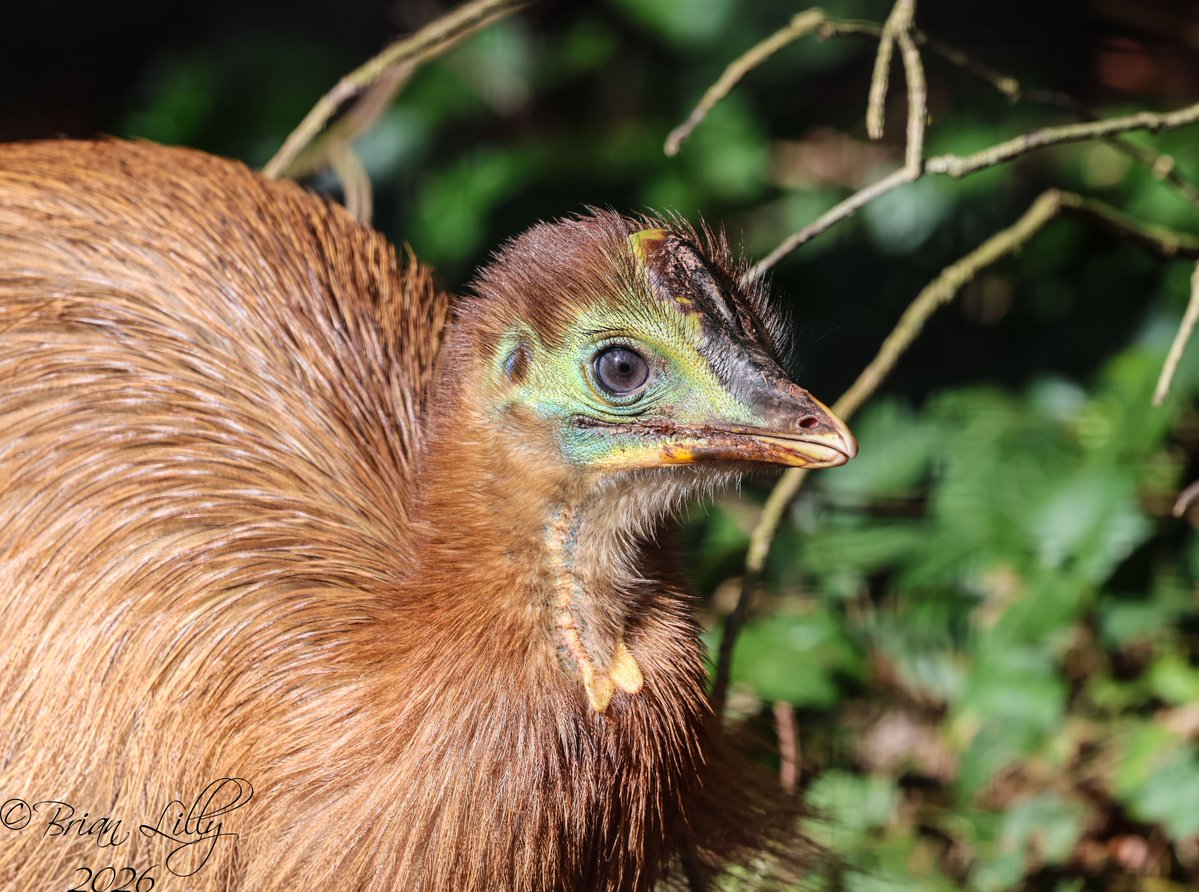 Brian Lilly tweet media