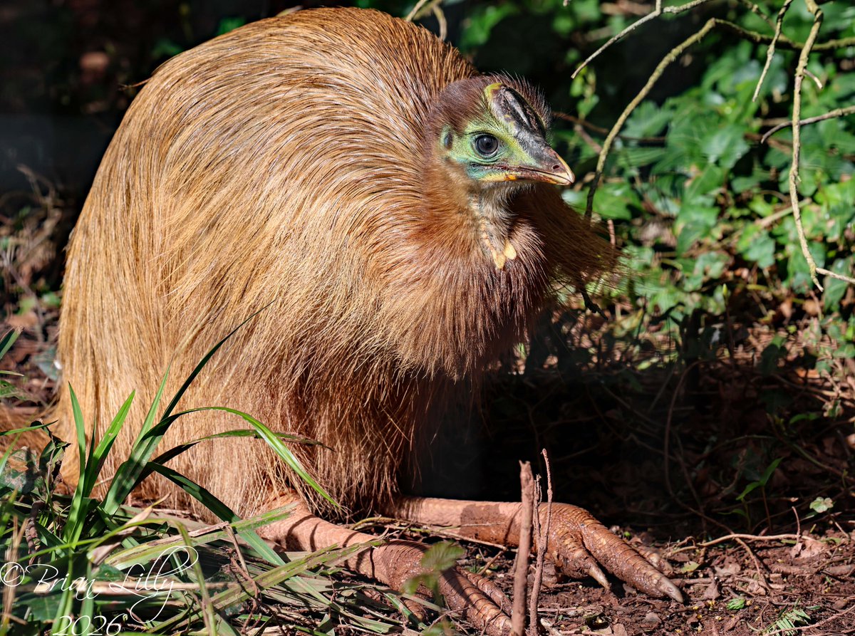 Brian Lilly tweet media