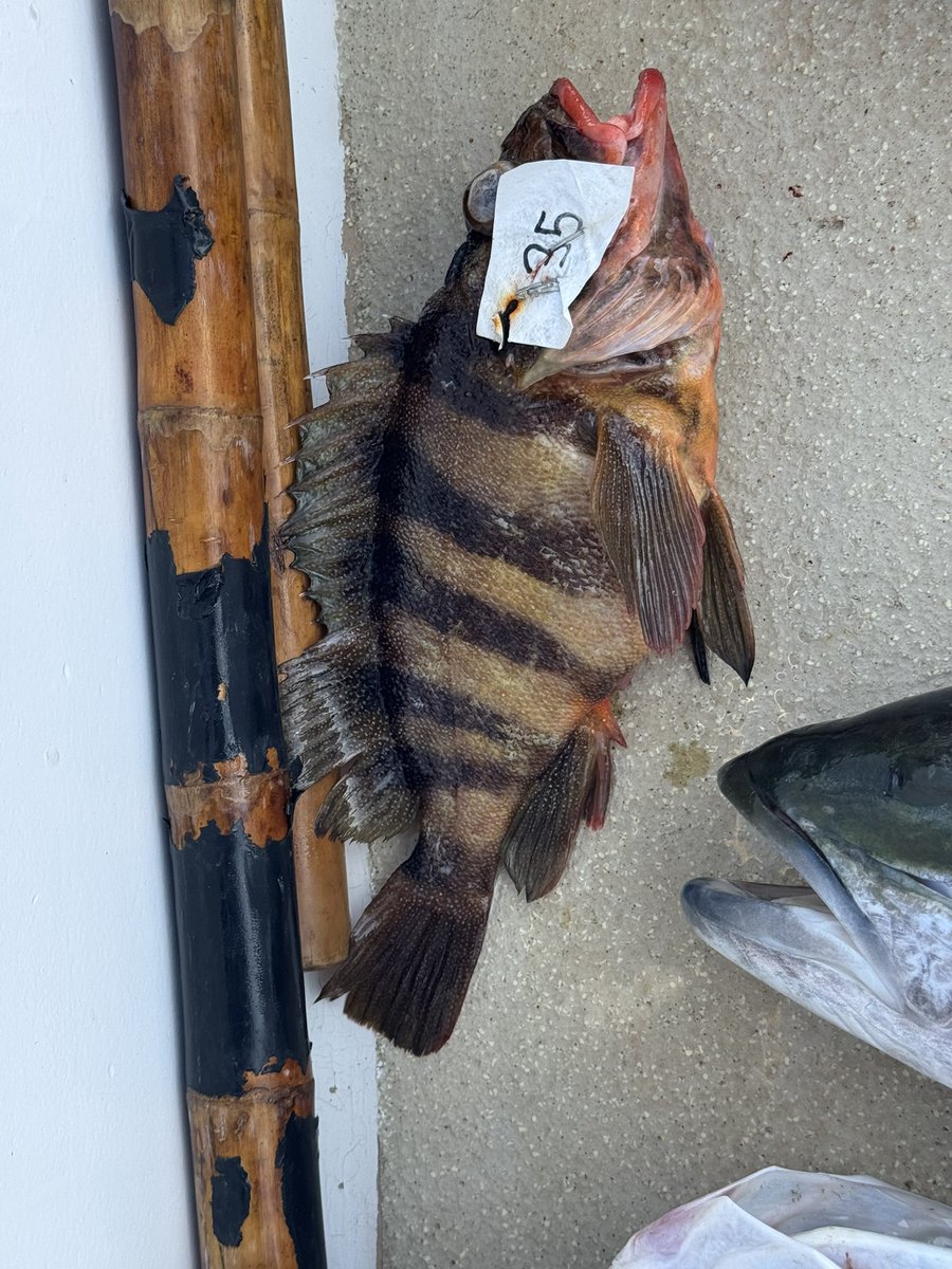 Val Kolesnitchenko, MD tweet media