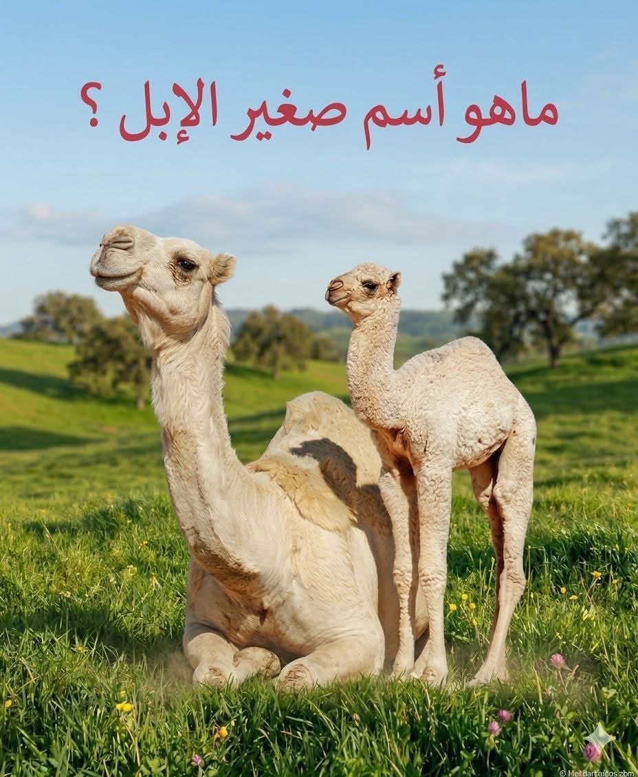 Arab Memes tweet media