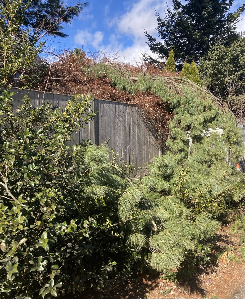 Susan Chase💚🐈‍⬛🌻💚 tweet media