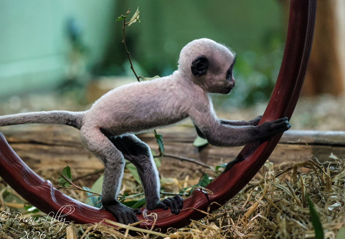 Brian Lilly tweet media