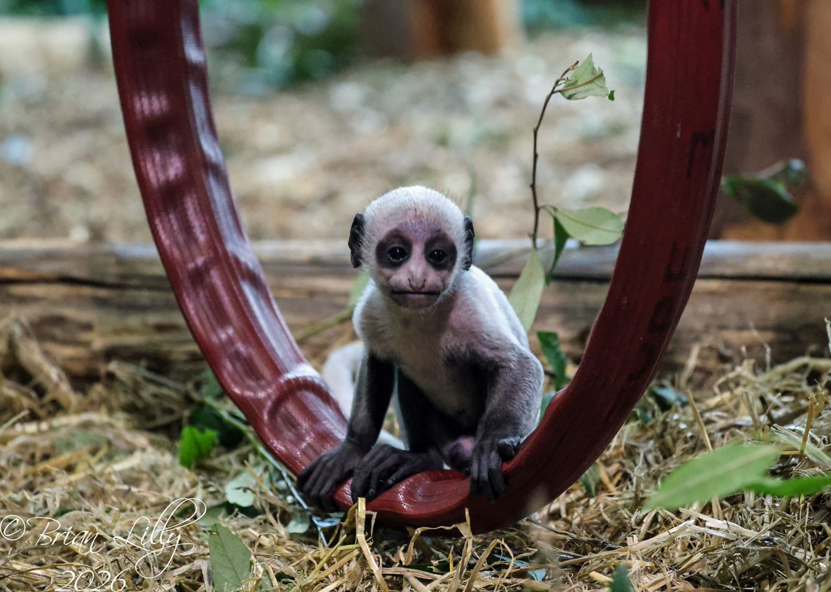 Brian Lilly tweet media