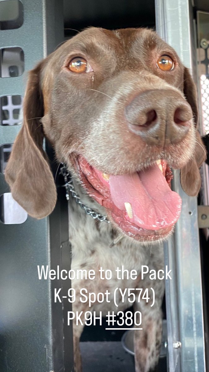 Project K9 Hero tweet media