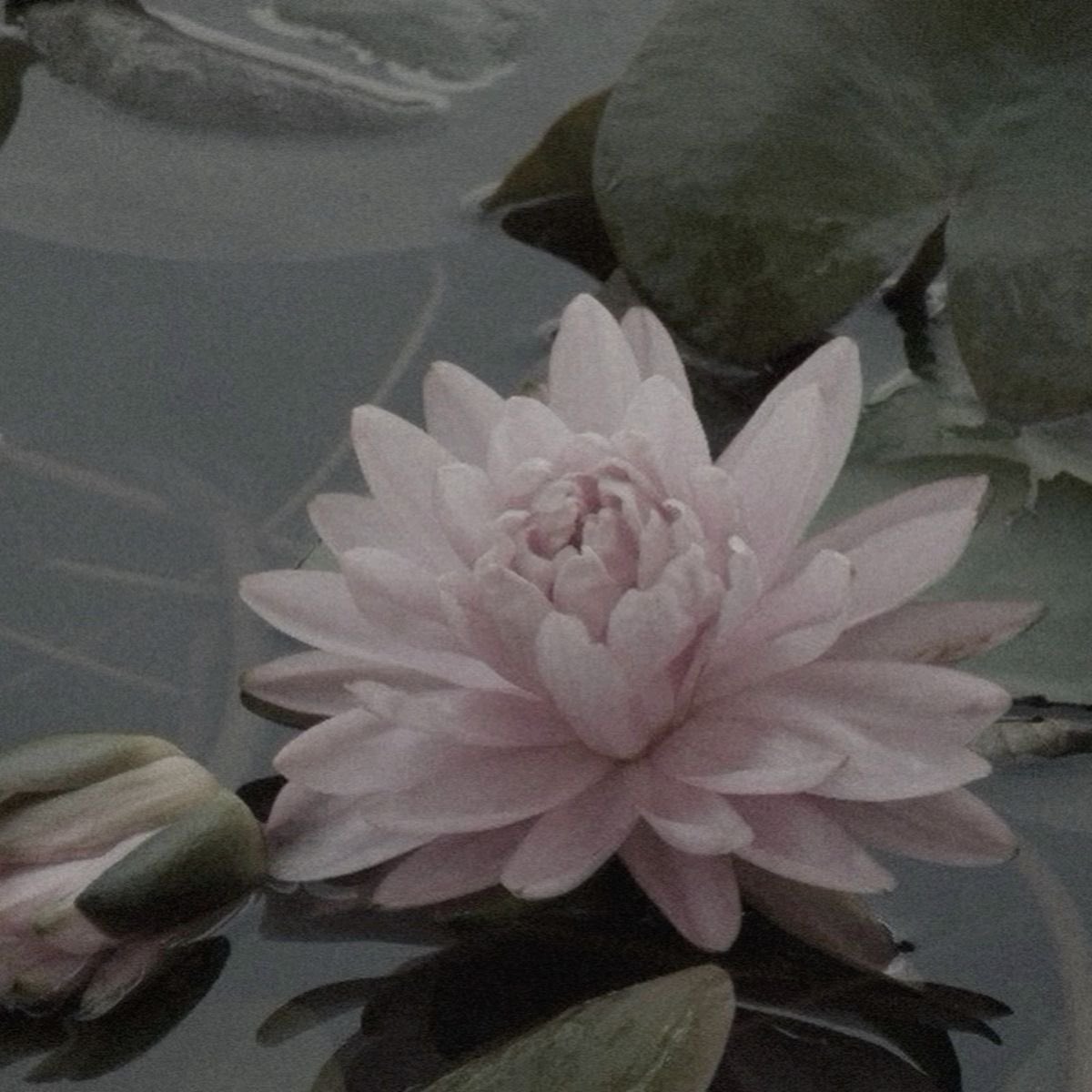 Meleys // Starscream tweet media