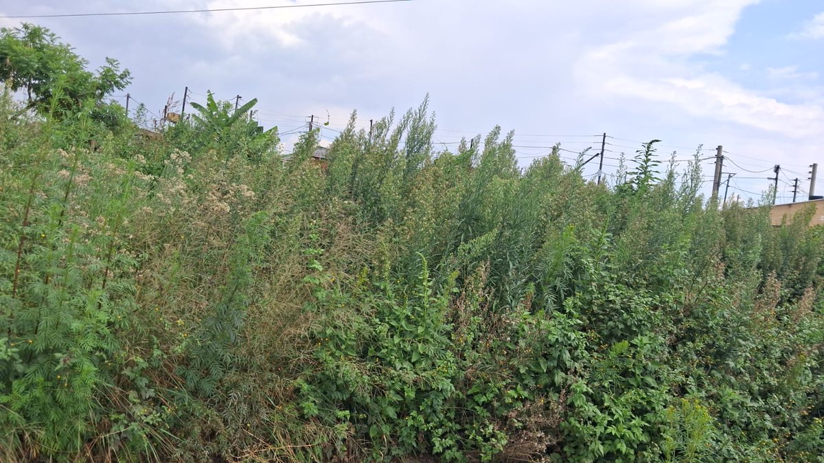 ActionSA Region C ward 44, 49, 50,127, 128 and 129 tweet media