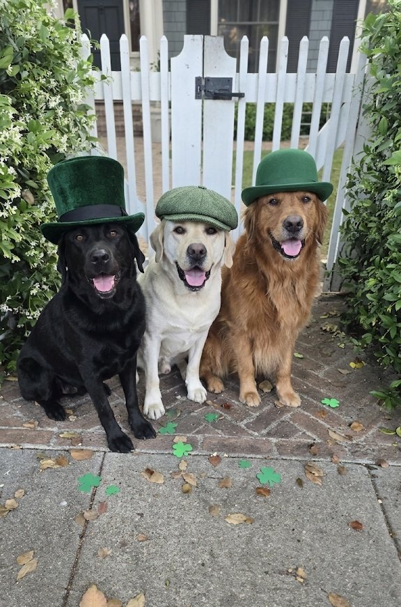 Shadow & Chance tweet media