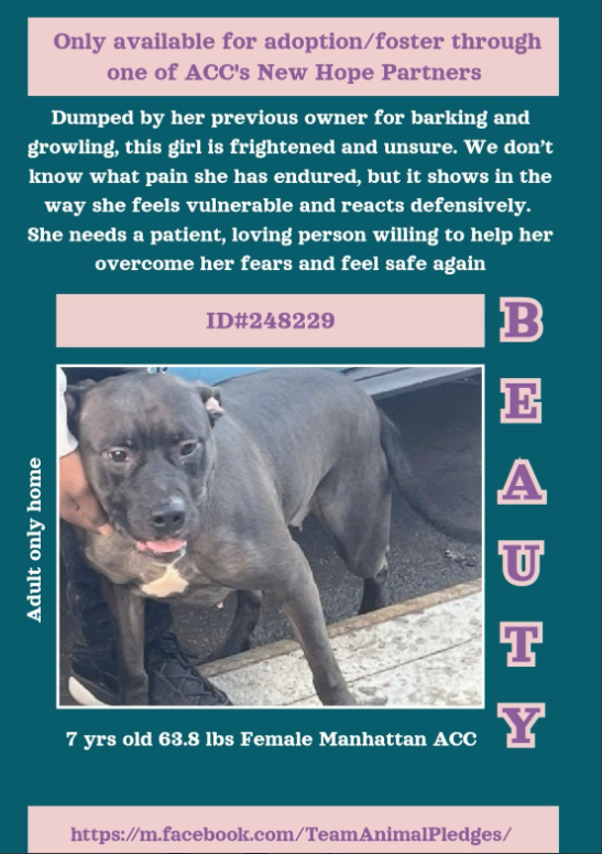 NMBewitched's tweet image. Beauty💔🎯
#NewDogontheBlock 
nycacc.app/#/browse/248229 
Rescue Only
#FosterMe 
#Pledge4Rescue 

Poor Beauty🔥
Used &amp;amp; abused for years as a breeder 

Her "family" left notes that make them look evil.
Beauty was never socialized for all we know caged for years, her only purpose was