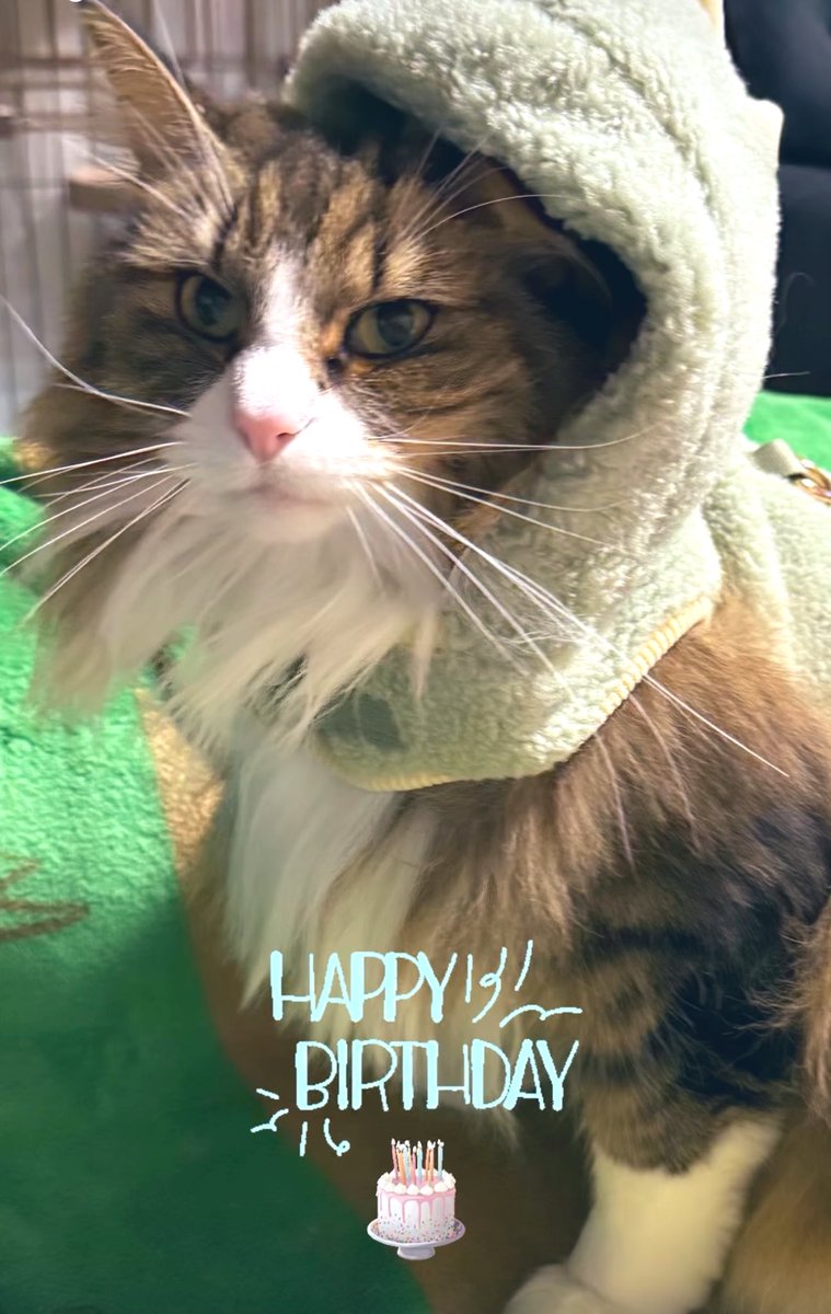 paramitter's tweet photo. ✨💐🎂6歳おめでとう🎂💐✨

 #猫好きさんと繋がりたい  #猫のいる幸せ 
 #ノルウェージャンフォレストキャット https://t.co/XrdZBlSk1u