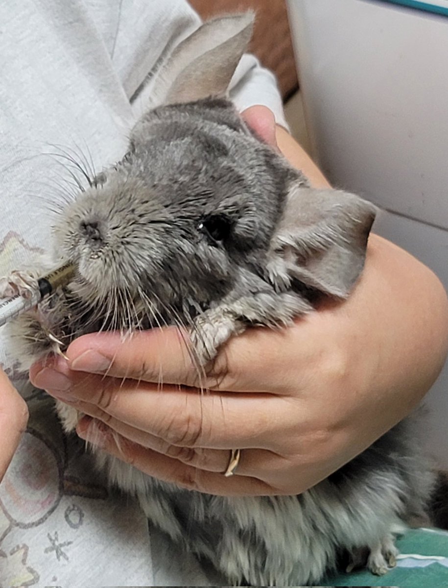 だぱんだ@しっぽくらぶ tweet media