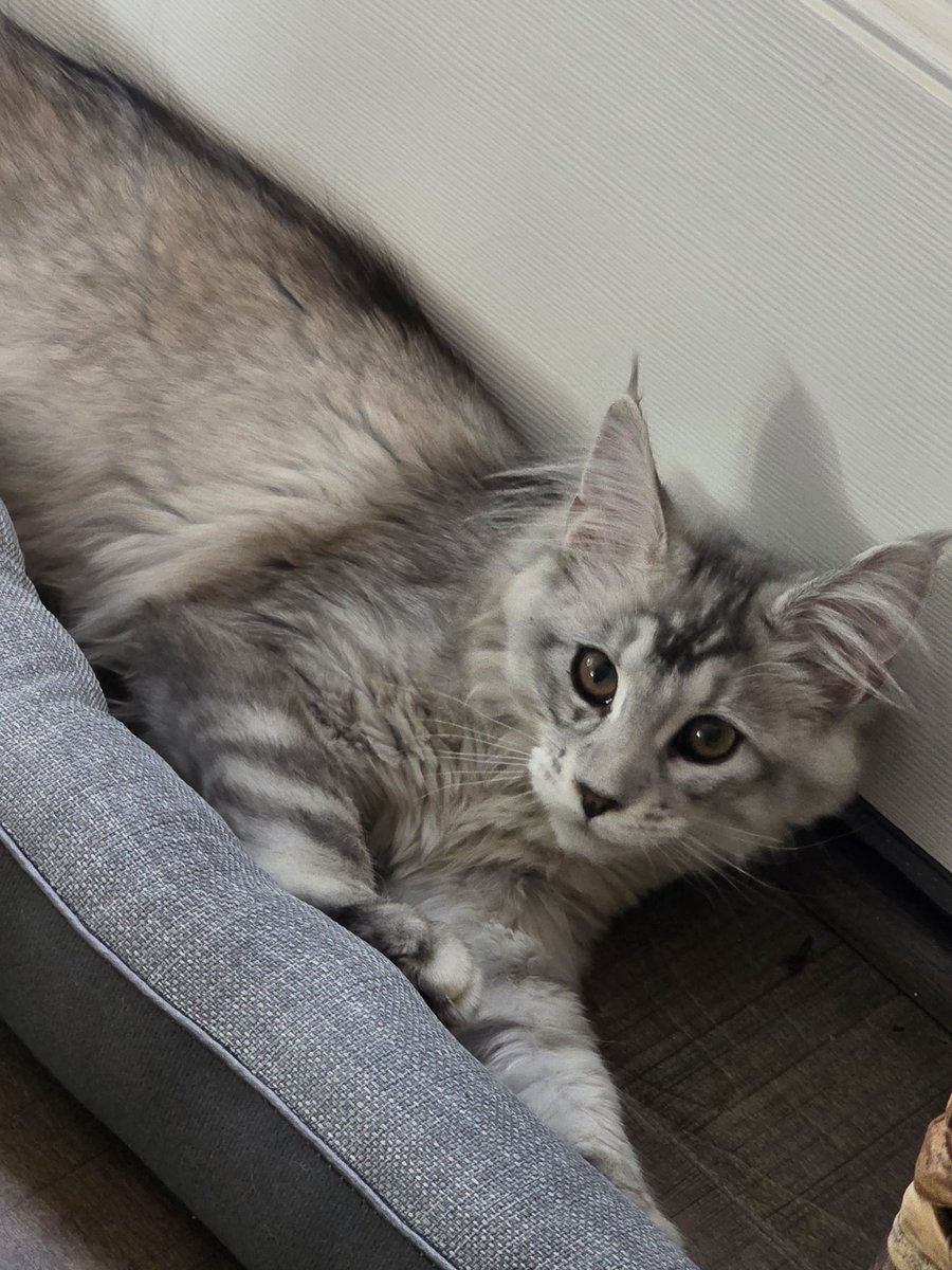 ♡ COMMISSIONS OPEN :3 tweet media