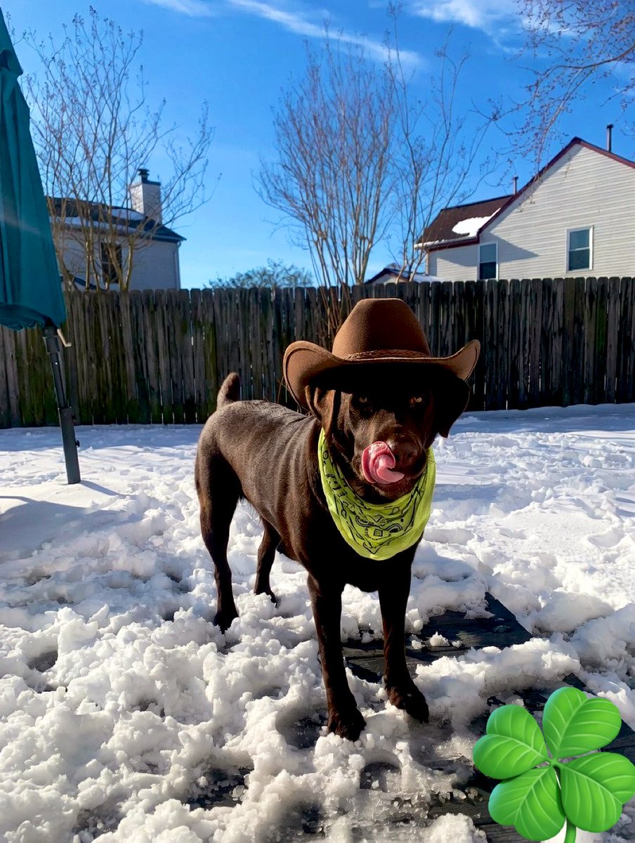 Holy_Shock 🇺🇸 on X.com tweet media