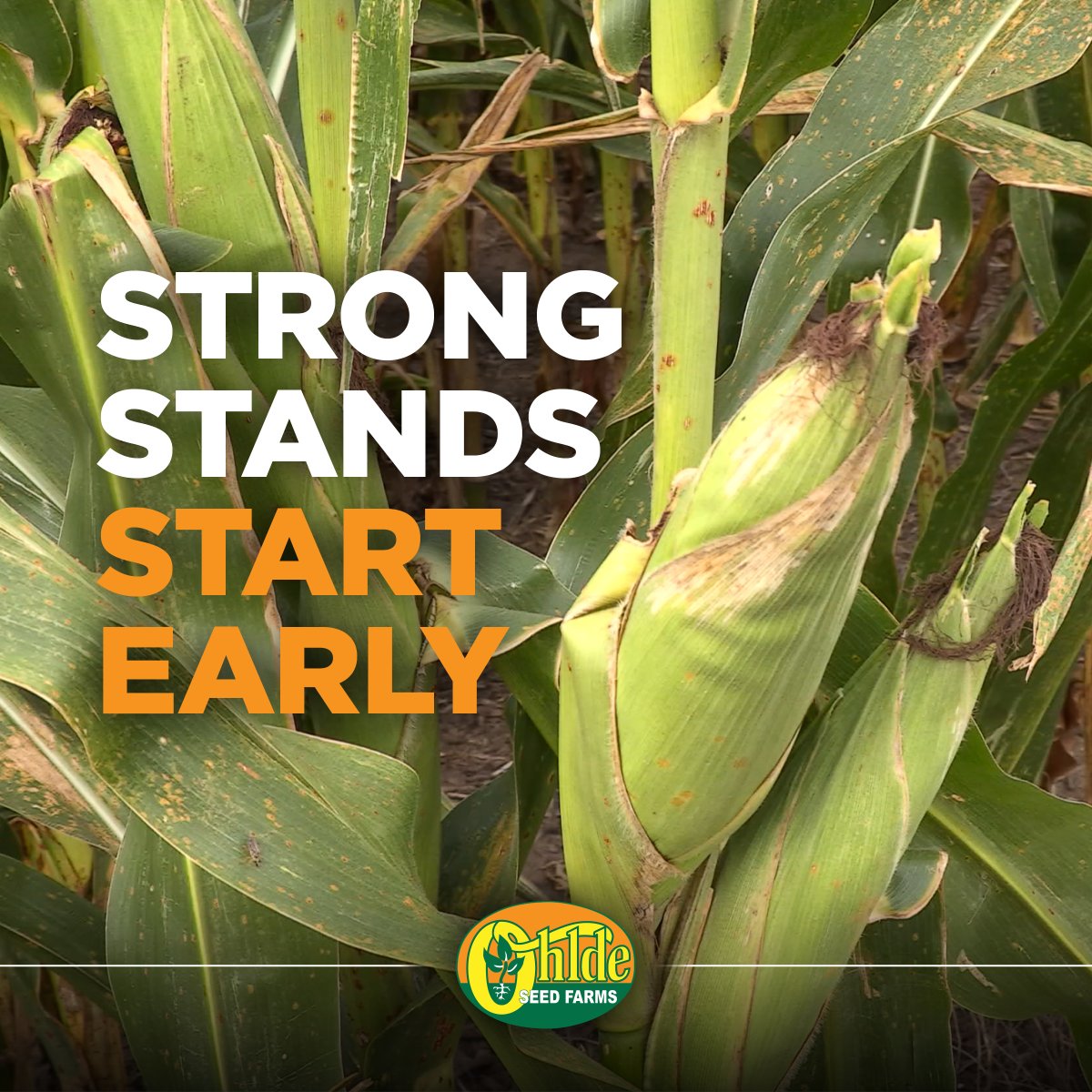 Ohlde Seed tweet media