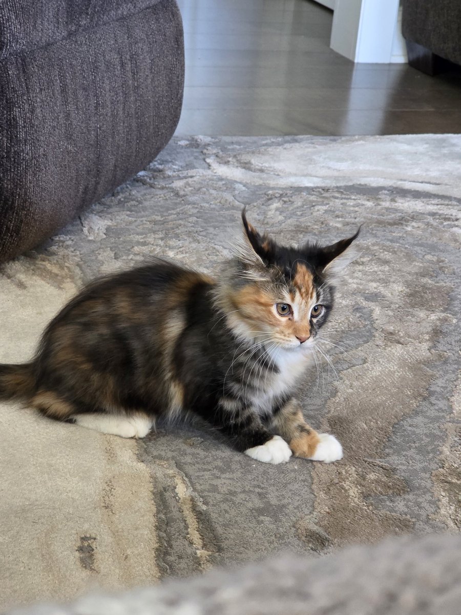 ♡ COMMISSIONS OPEN :3 tweet media