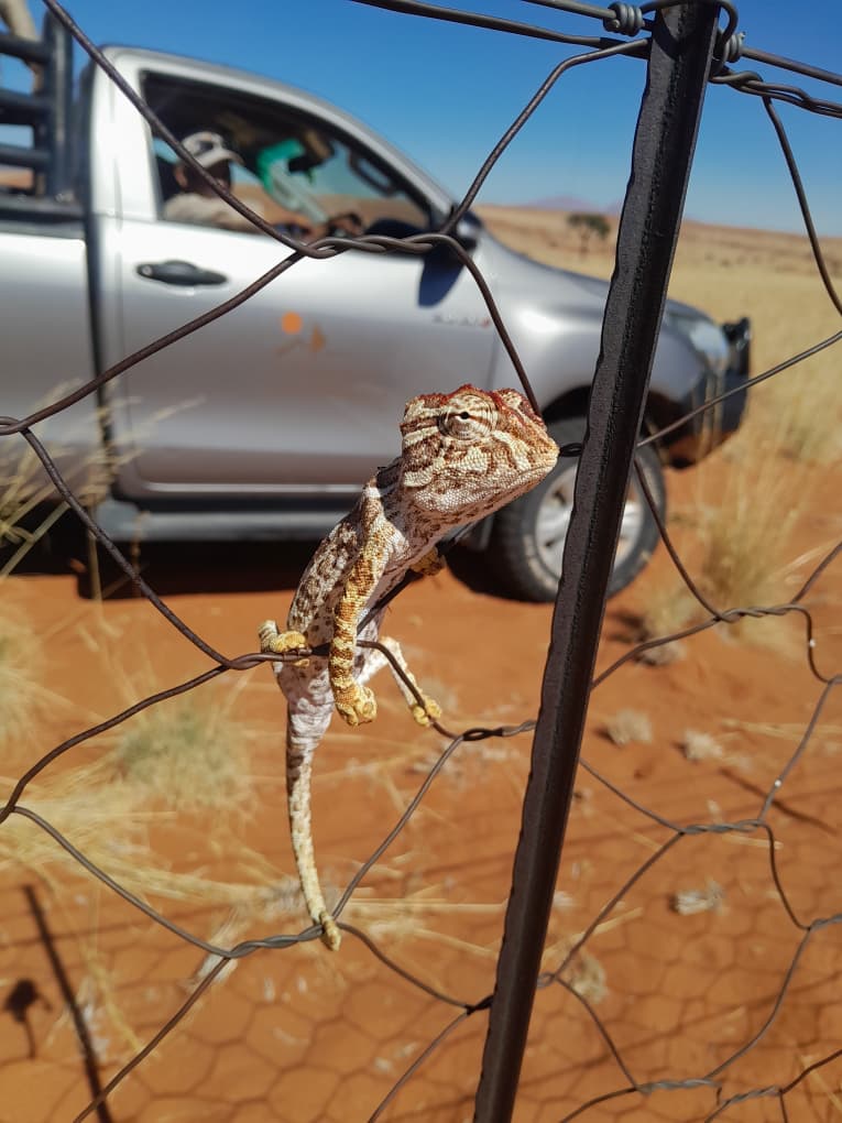 RandNamib's tweet photo. Sometimes, it’s the smallest moments that bring the biggest smiles.

While checking fences along our boundary today, we were surprised by a tiny visitor who reminded us to slow down and appreciate the simple things in life. 🌿
#namib_rand #desertwildlife #naturelovers https://t.co/VRq3T0QZhL