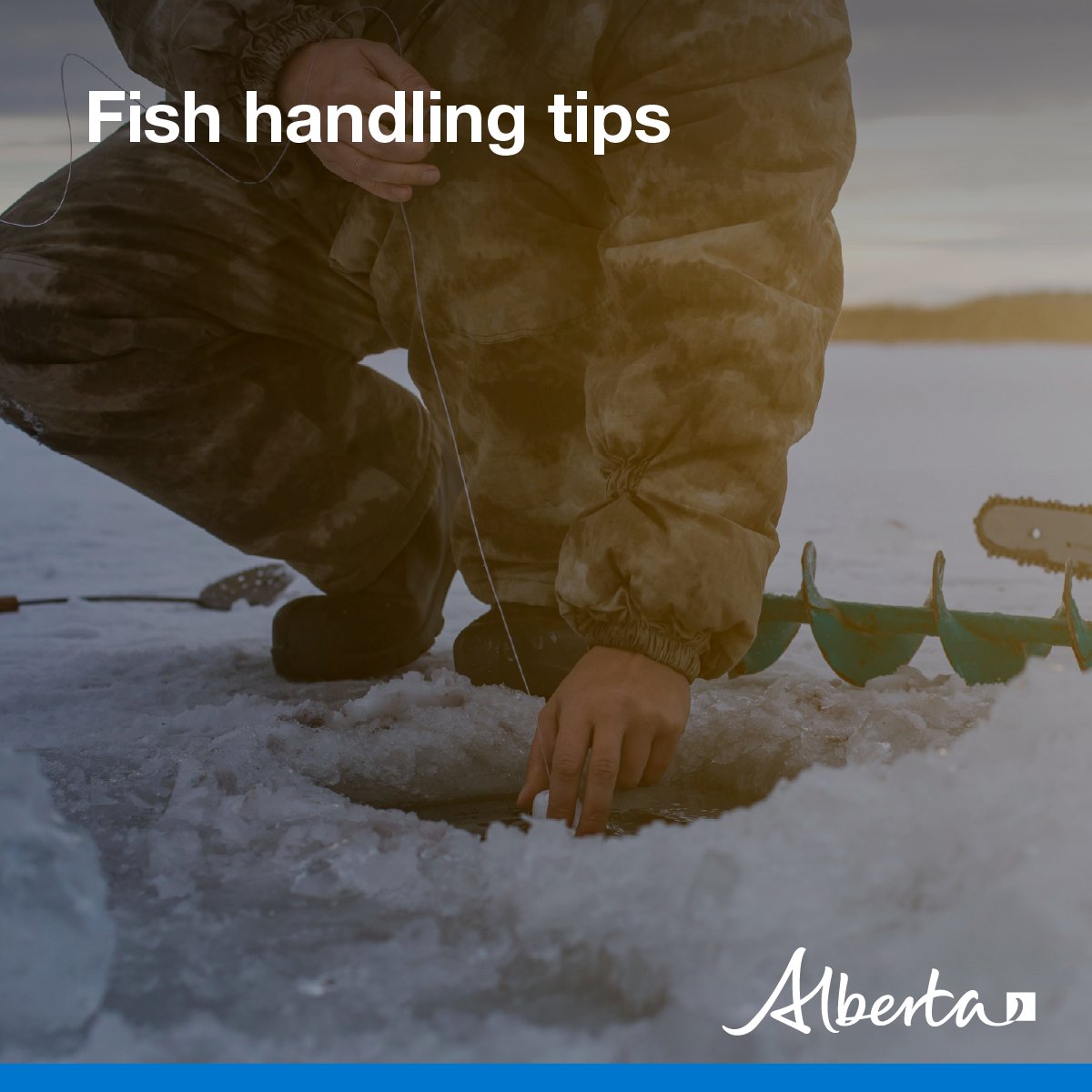 Alberta Fish and Wildlife Enforcement tweet media