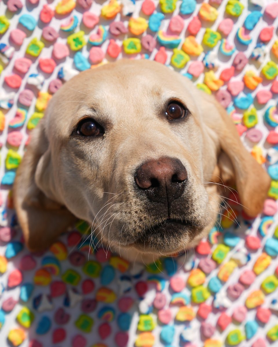 New York Islanders tweet media