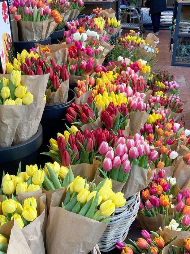 Only Tulips tweet media