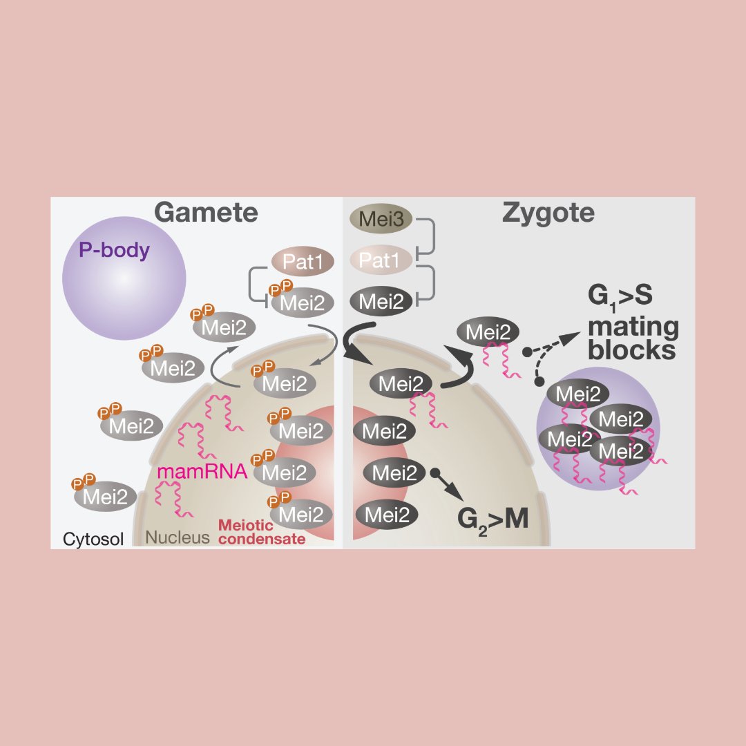 Genes & Development tweet media