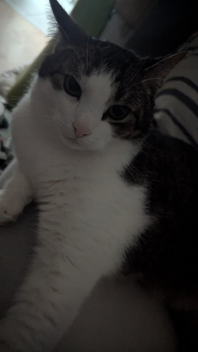 FluffyLuki tweet media