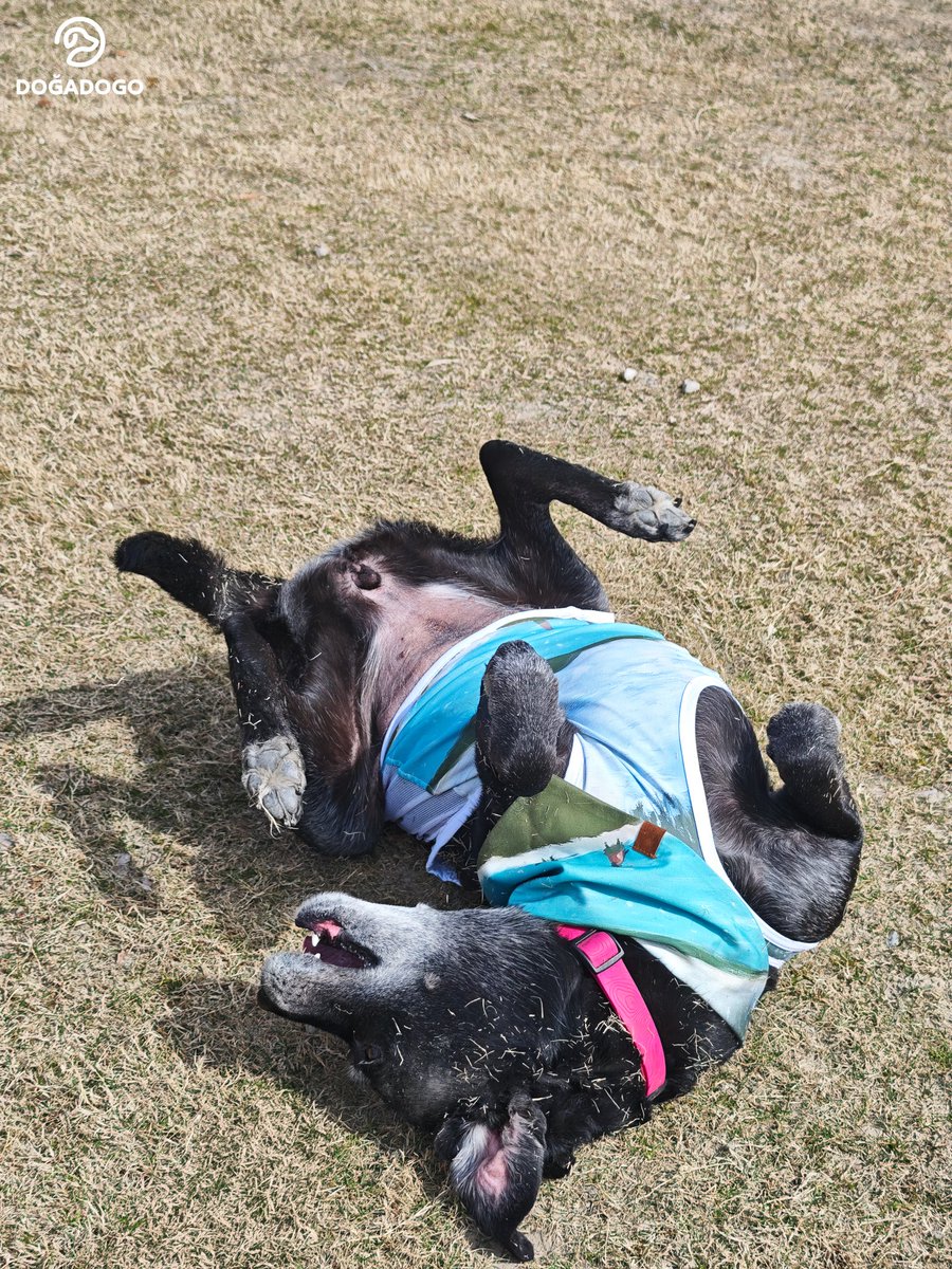 dogadogo2023's tweet image. Spring sometimes arrives when you least expect it. 🌸
A black Labrador wearing the DGDG Artist Series – “Children of China &amp;amp; New Zealand”, carrying a piece of art into the season.

When art meets spring, every walk becomes a painting. 🎨

#DGDG #DOGADOGO #ArtistSeries #DogFashio