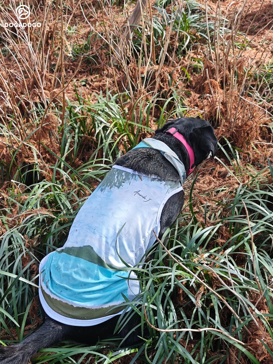 dogadogo2023's tweet image. Spring sometimes arrives when you least expect it. 🌸
A black Labrador wearing the DGDG Artist Series – “Children of China &amp;amp; New Zealand”, carrying a piece of art into the season.

When art meets spring, every walk becomes a painting. 🎨

#DGDG #DOGADOGO #ArtistSeries #DogFashio