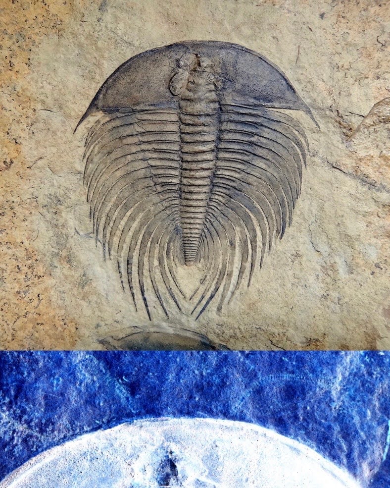 American Museum of Natural History tweet media