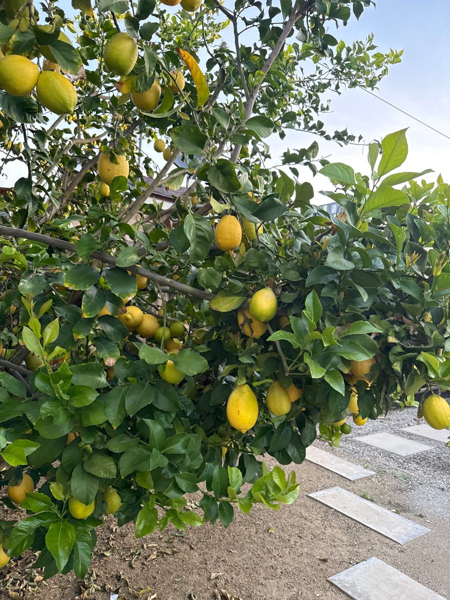 Lew Temple: The Texacan tweet media