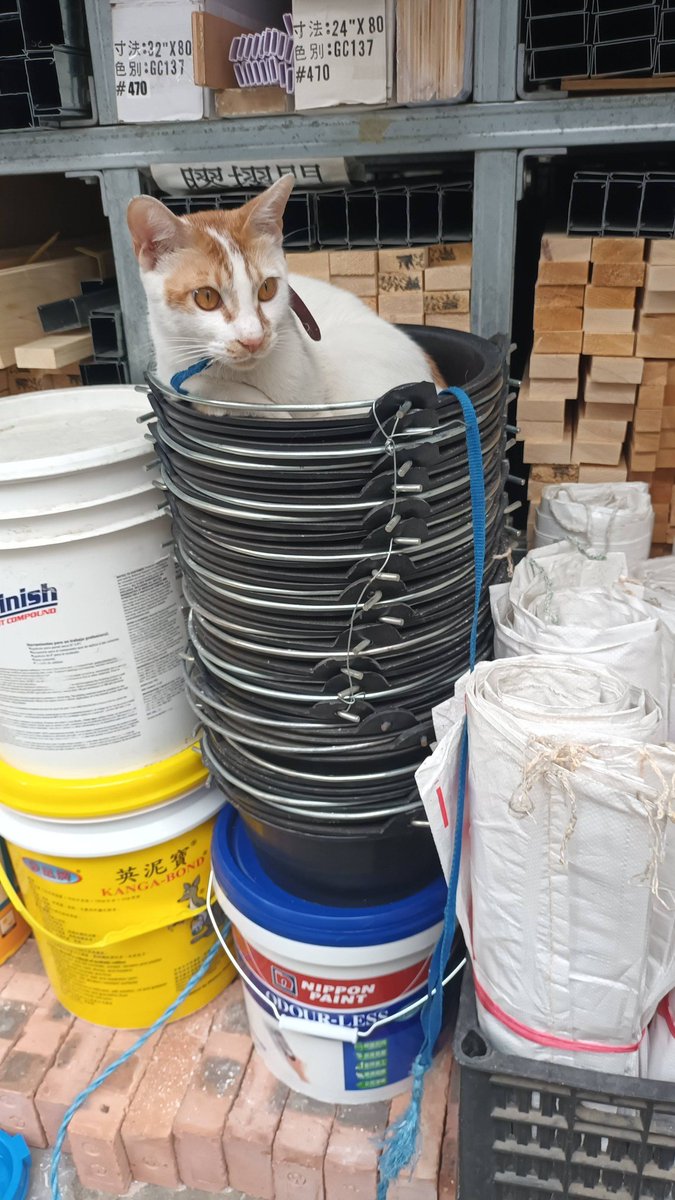 cats with jobs 🛠 tweet media