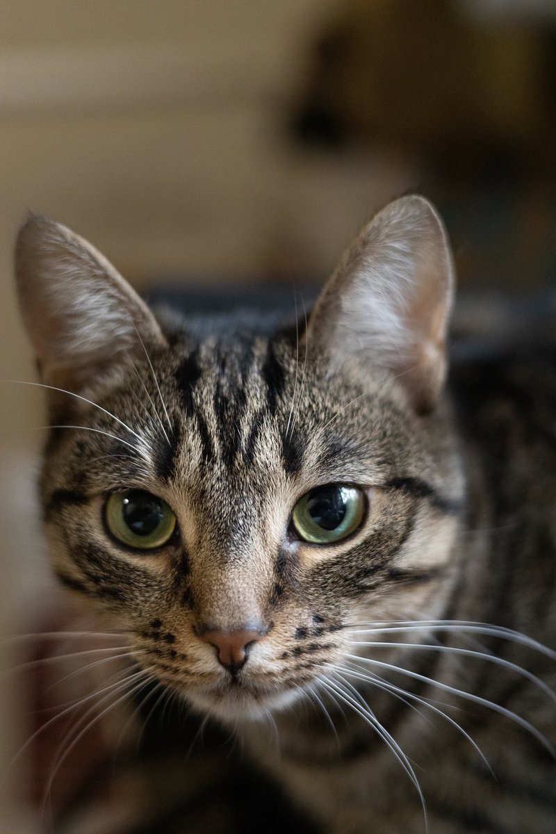 English below
Ви можете подумати, що в мене дуже мудрі очі. І будете праві, я дуже розумна кішечка, легко запамʼятовую людей, знаю як себе вести, щоб мене помітили. Звати мене Сія💅

Та доля моя нелегка, мене забрали в останніх евакуаціях з Покровська. Нас було багато і всі, хто