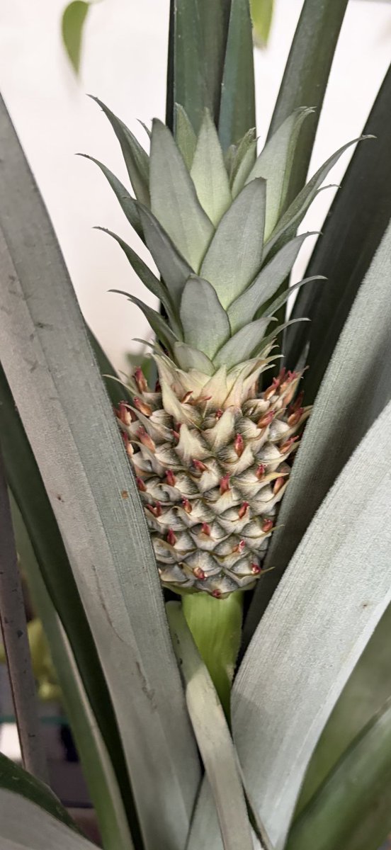 DivatheD tweet media