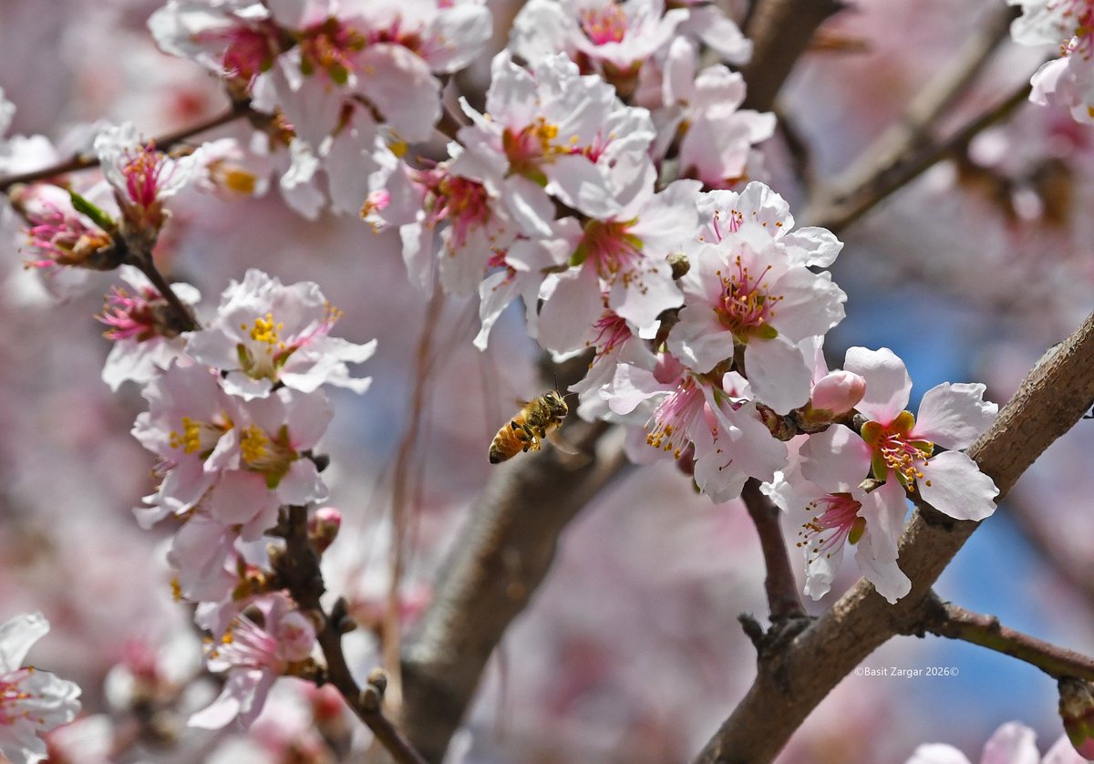 Basit Zargar (باسط) tweet media